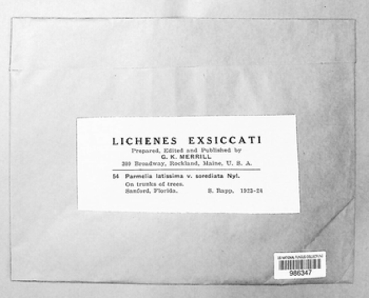 Parmelia latissima image